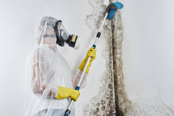 Attic Mold Removal in Cascade Locks, OR