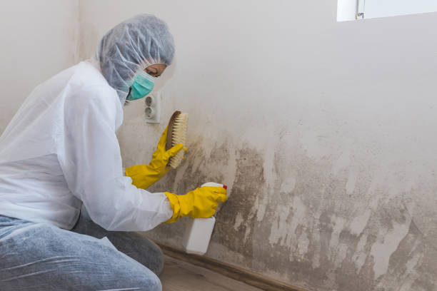 Best Attic Mold Removal  in Cascade Locks, OR
