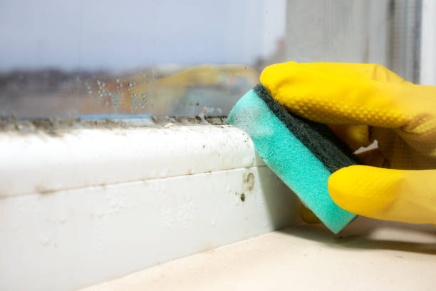 Best Certified Mold Removal  in Cascade Locks, OR