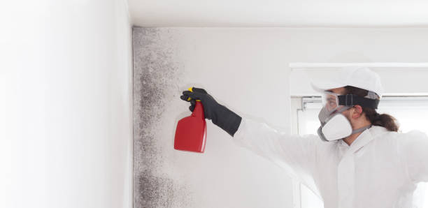 Reliable Cascade Locks, OR Mold Removal Solutions