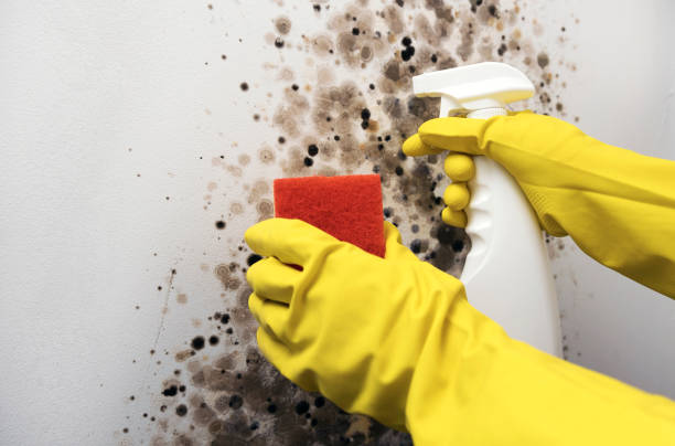 Best Fast Mold Removal  in Cascade Locks, OR